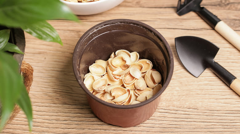 Pistachio shell used for plant pot drainage – a practical use of pistachio shells