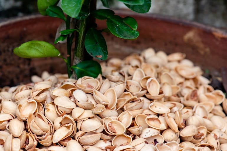 Natural mulch made from pistachio shells – one of the top uses of pistachio shell in gardening